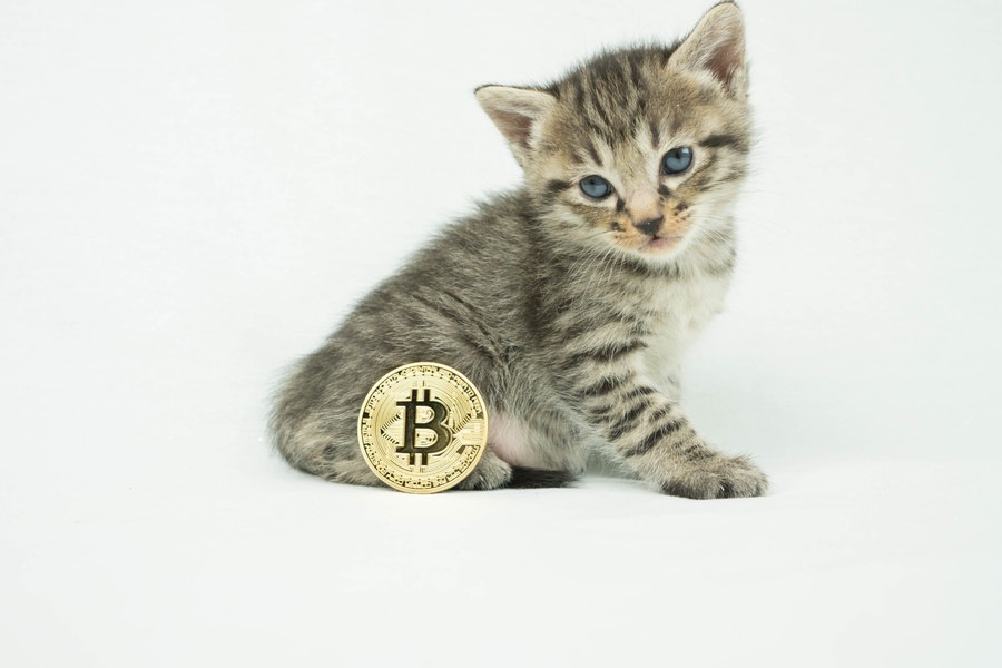 仮想通貨で困っている猫達を救う？！コネコ募金とは？