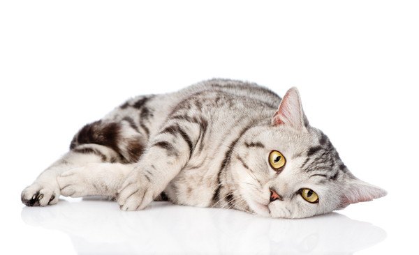 猫の体調が悪いときに見られる6つの変化とは？