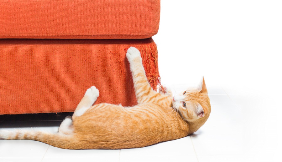 猫がソファで爪とぎ・粗相をする理由と対処法