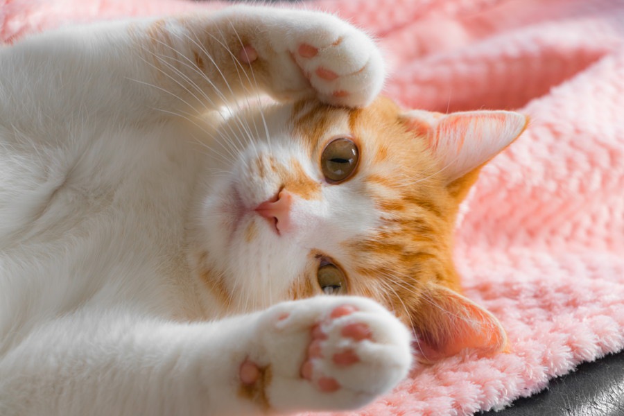 ピンク色の鼻、肉球を持つ猫の性格や特徴