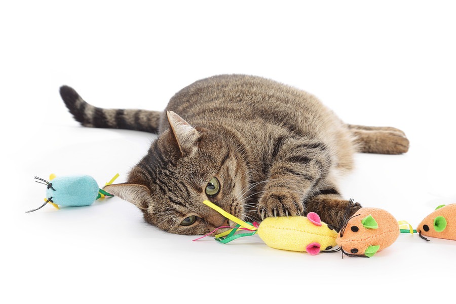 おもちゃも、ご飯もすぐに飽きてしまう猫…対処法はある？