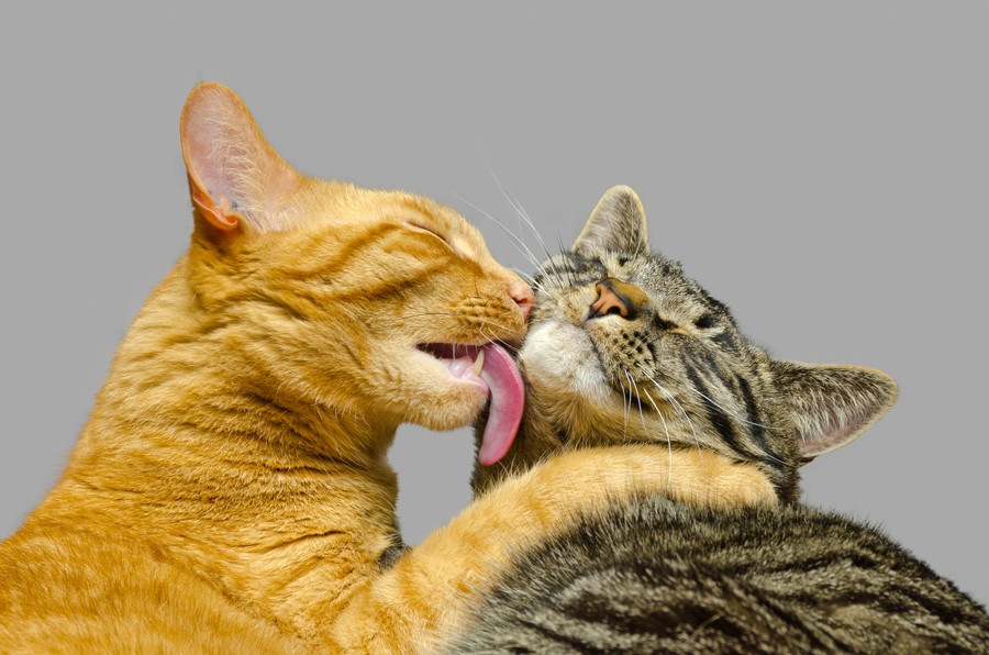 猫が顔を舐める時の5つの気持ち