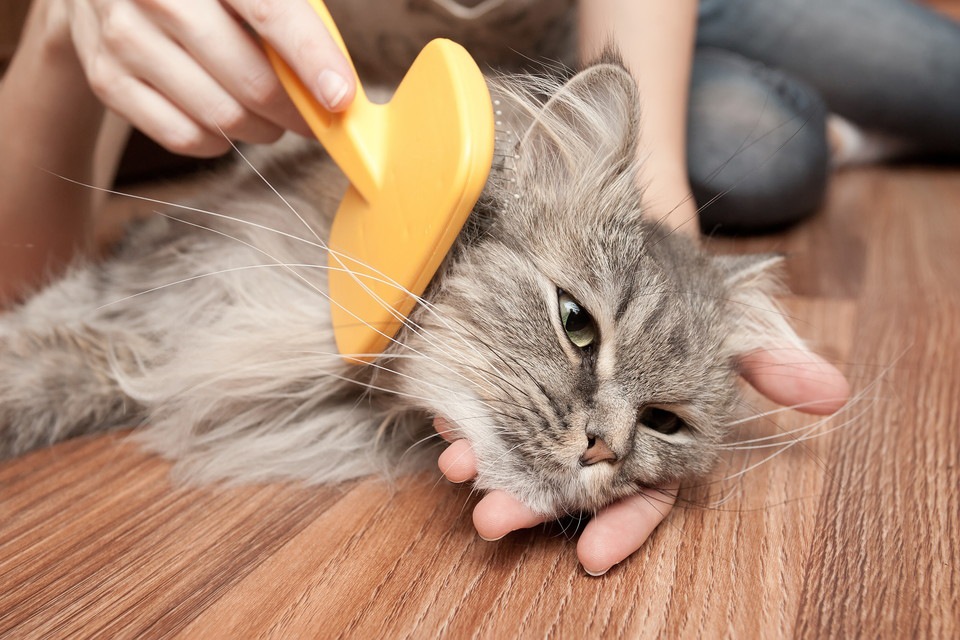 猫の抜け毛が多い時の対処法６つと便利な商品