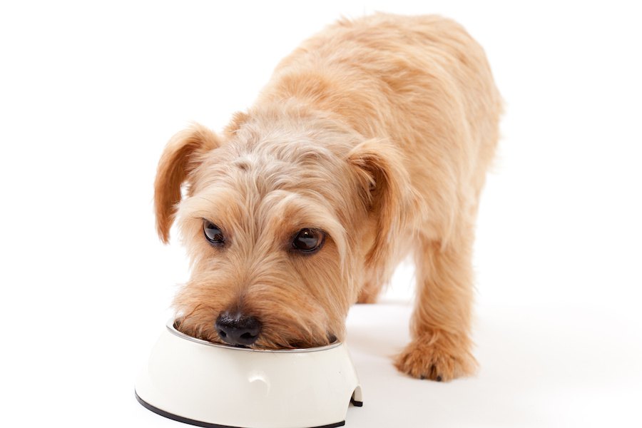 猫と犬の餌にはどんな違いがある？食べさせても大丈夫？