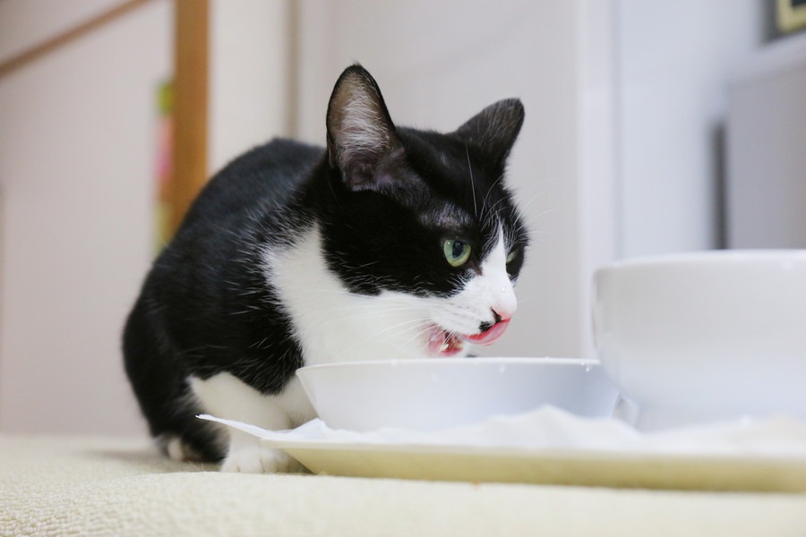 猫はそうめんを食べても大丈夫？与える時の注意点や栄養について