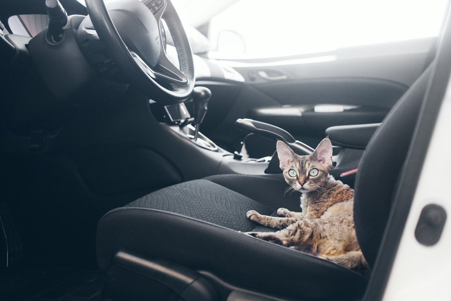 猫に車酔いをさせない乗せ方と酔った時の症状、対処法