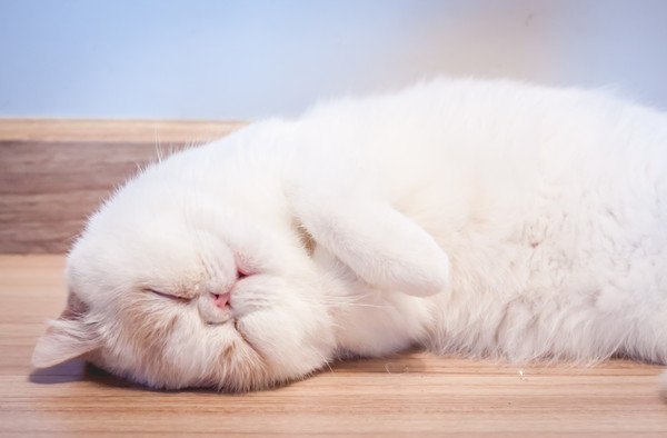 猫が立ったまま眠るのはなぜ？5つの理由