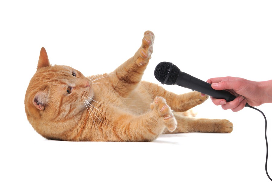 猫の声が出ないときの原因と対処法