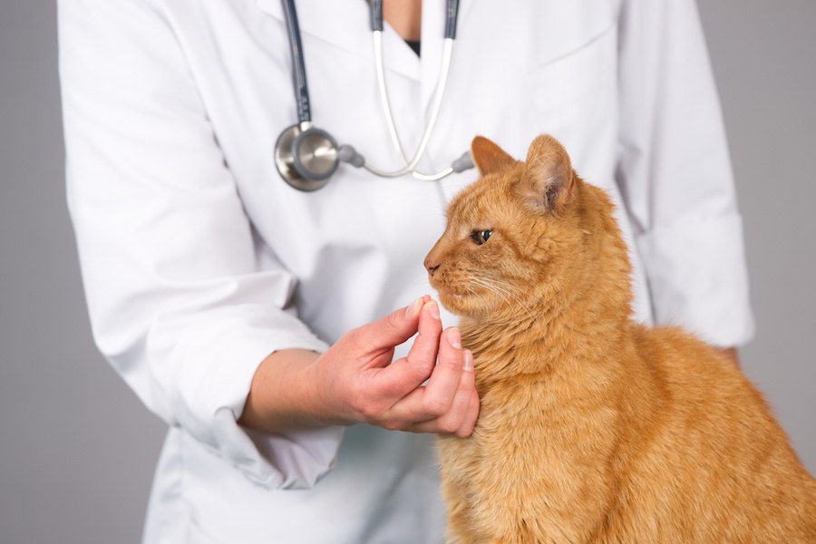 寄生虫が子猫にいる時の５つの症状、駆除の方法