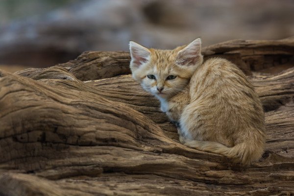 砂漠に住む野生の猫「スナネコ」