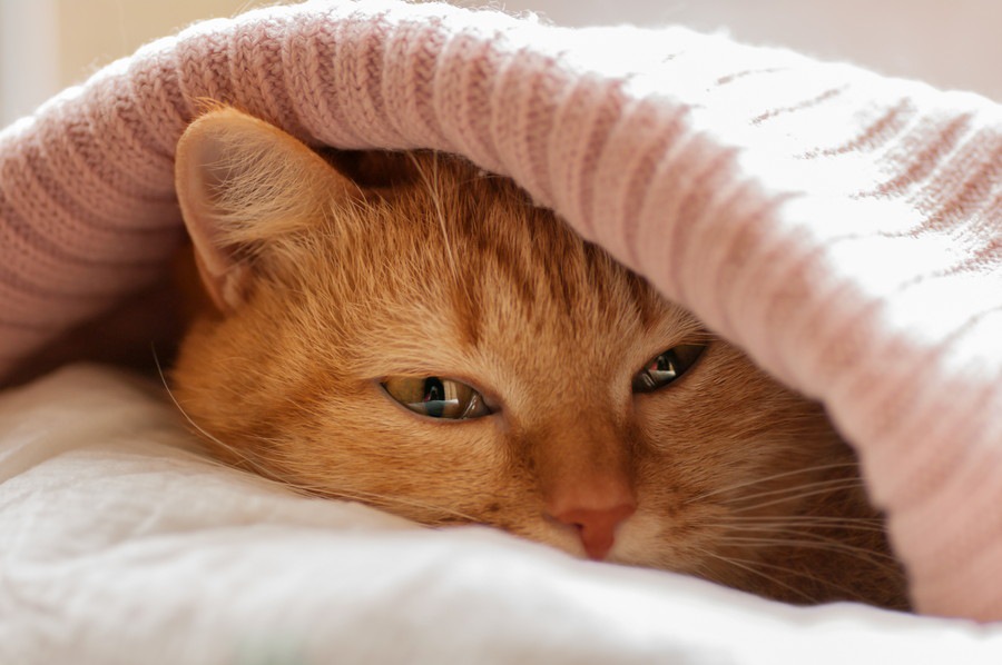 猫が毛布を「ふみふみ」する理由