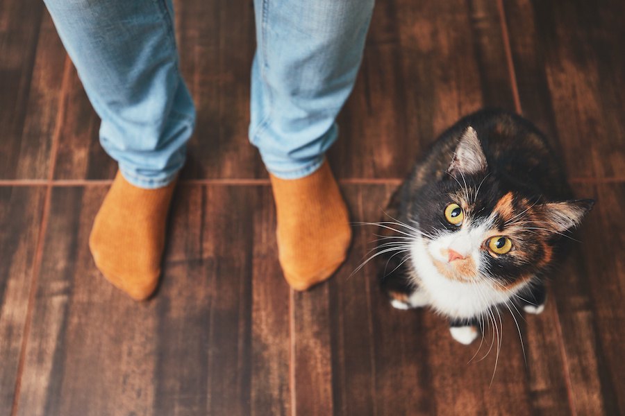 猫が飼い主の足の間に隠れるのはどうして？７つの心理