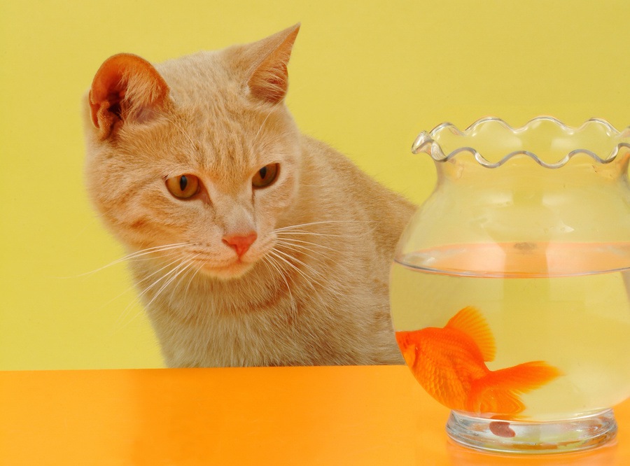 猫と金魚を同居させる時の5つの注意点