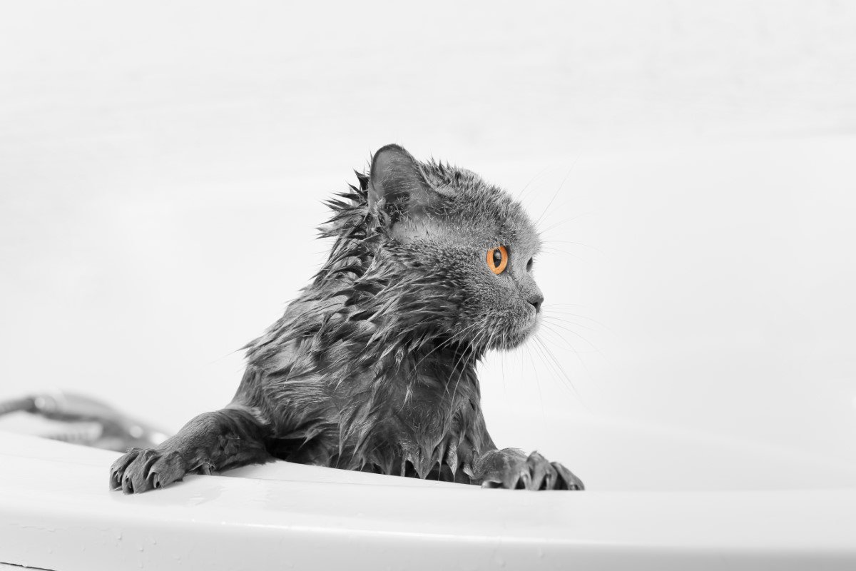 猫のシャンプー頻度は？洗う負担を減らすために飼い主がすべき行動を解説