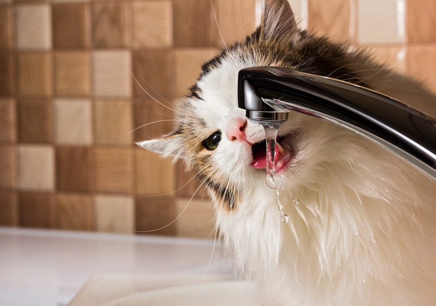 猫用自動給水器の特徴や選び方とおすすめ商品5選