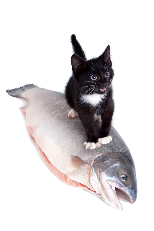 猫は鮭（サーモン)を食べても大丈夫！皮は？生でOK？注意点は？