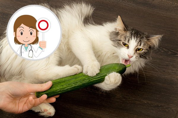 猫はきゅうりを食べても大丈夫？与える時の注意点やきゅうりを見て驚く理由を解説！