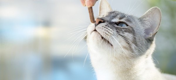 不機嫌な猫をご機嫌にする5つの方法
