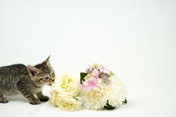 猫に菜の花は大丈夫？注意したい2つの事