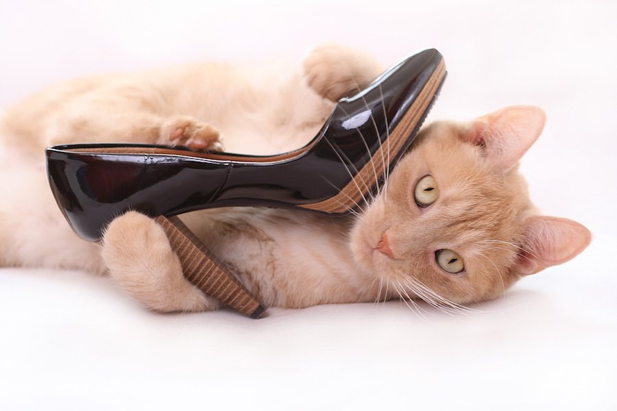 猫はどうして飼い主の靴が好き？6つの心理