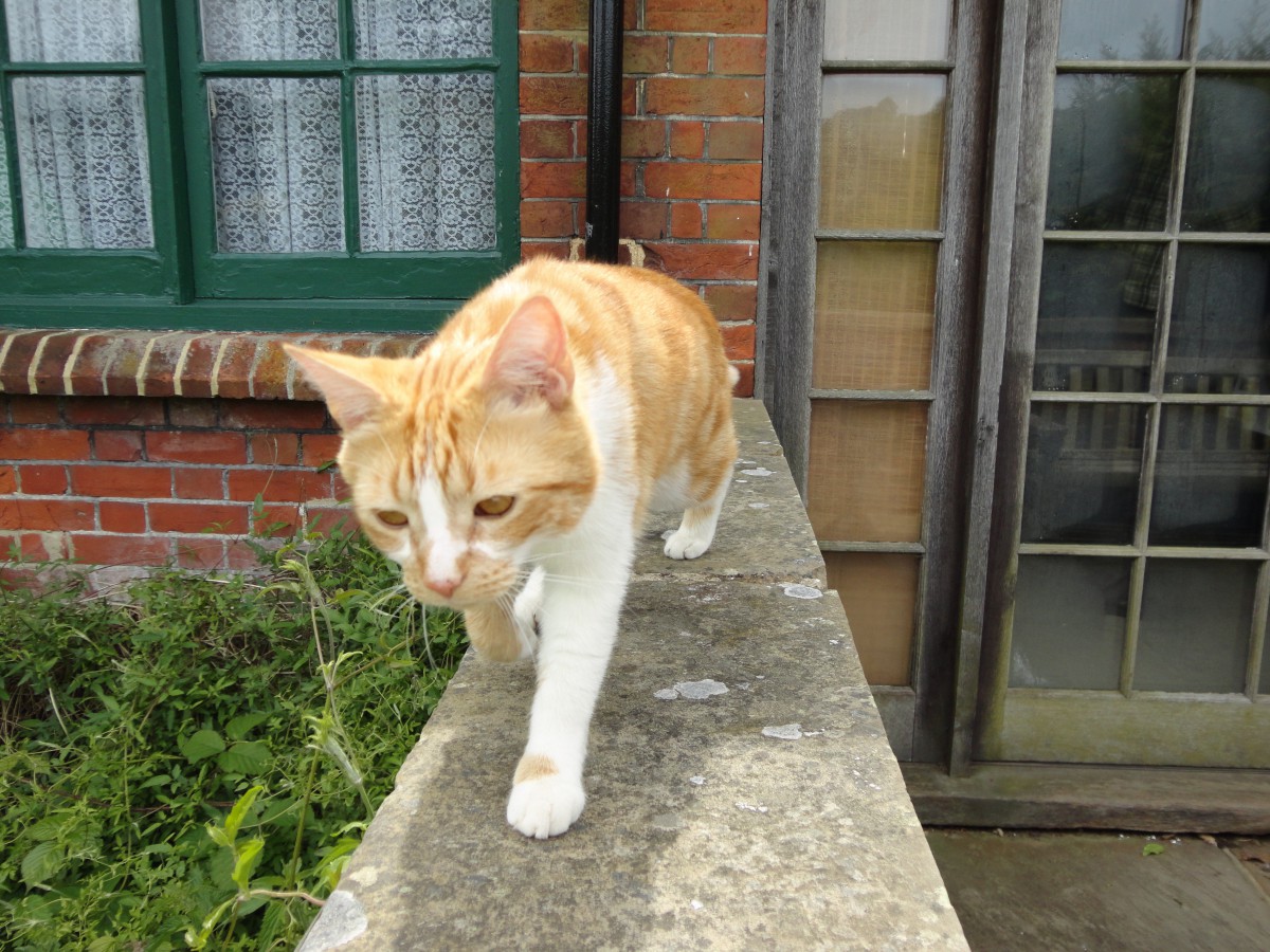 イギリス猫の旅♪英国チャーチル元首相が愛した猫『ジョック五世』に会いに行ってきました！