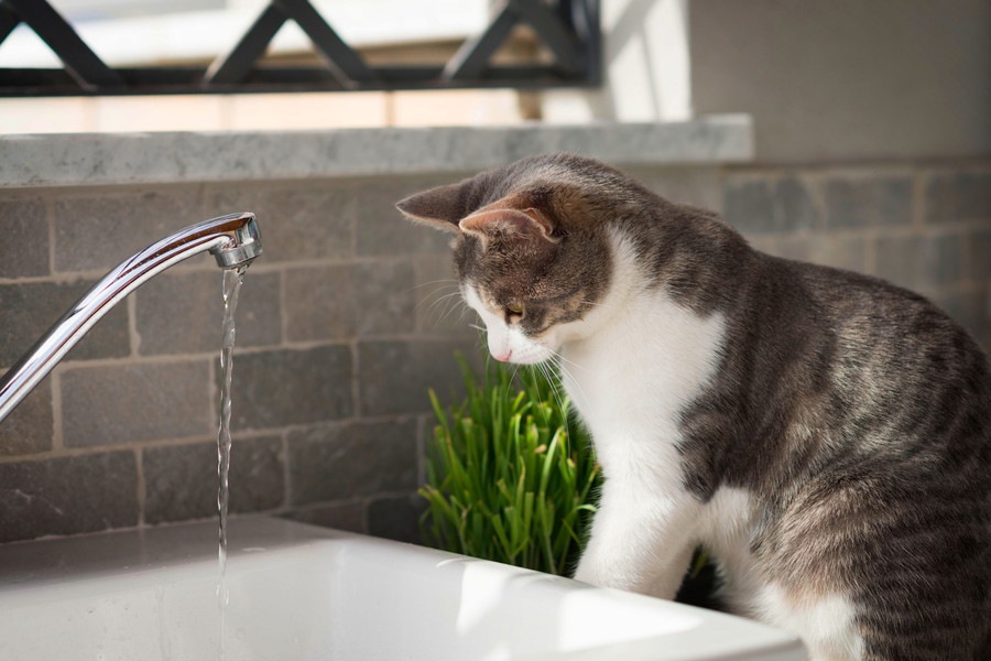猫用自動給水器の特徴や選び方とおすすめ商品5選
