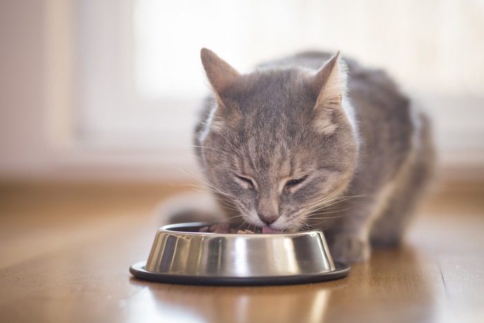 老猫がごはんを食べない原因…与え方の工夫をしよう！