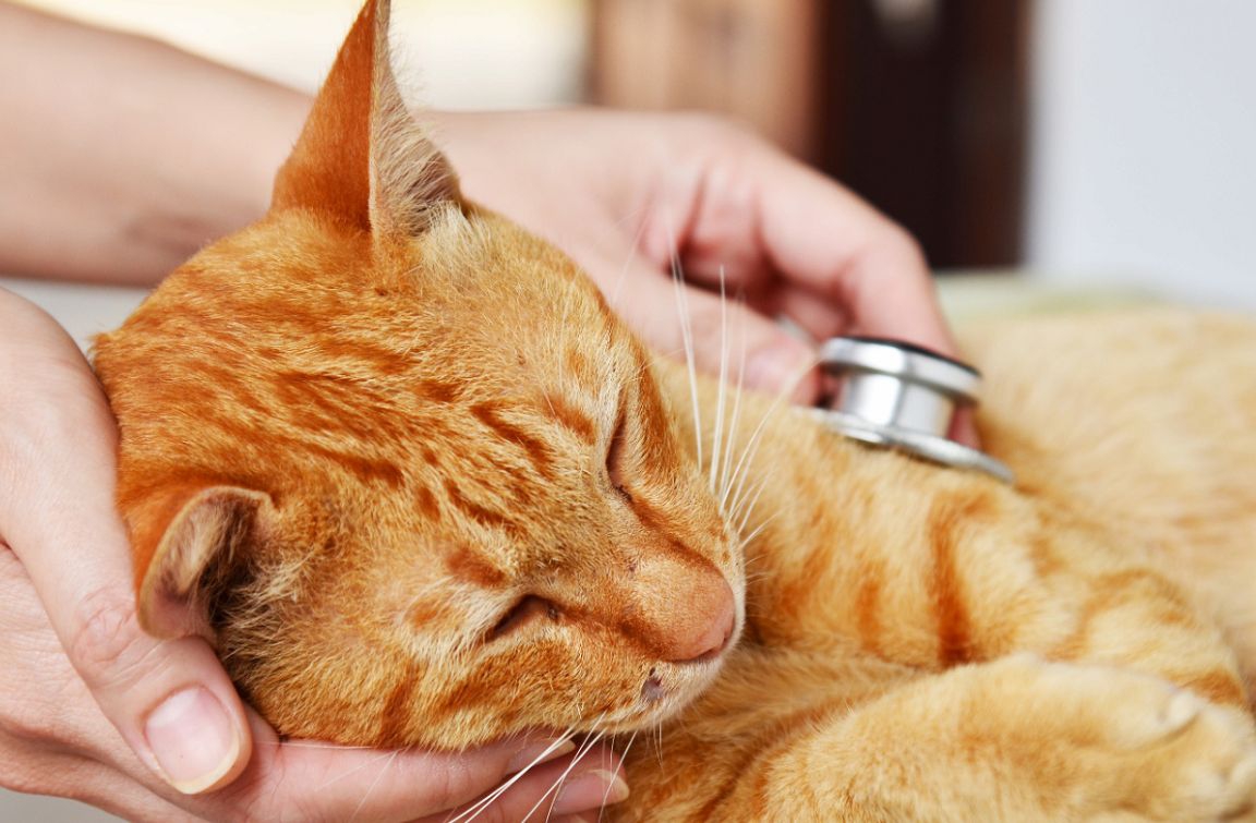 猫が震える6つの原因と考えられる病気