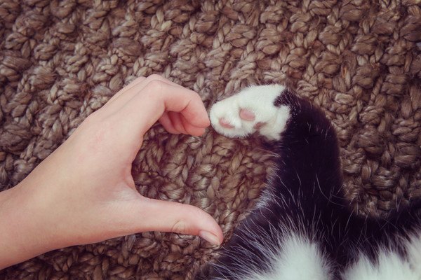 猫が飼い主の手にくっついて眠る５つの心理