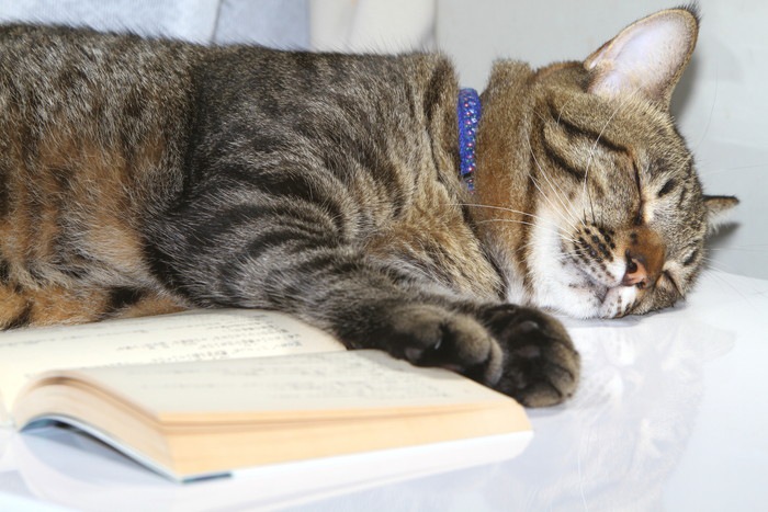 愛猫の死・・・ペットロスを読書で癒す「ビブリオセラピー」のススメ