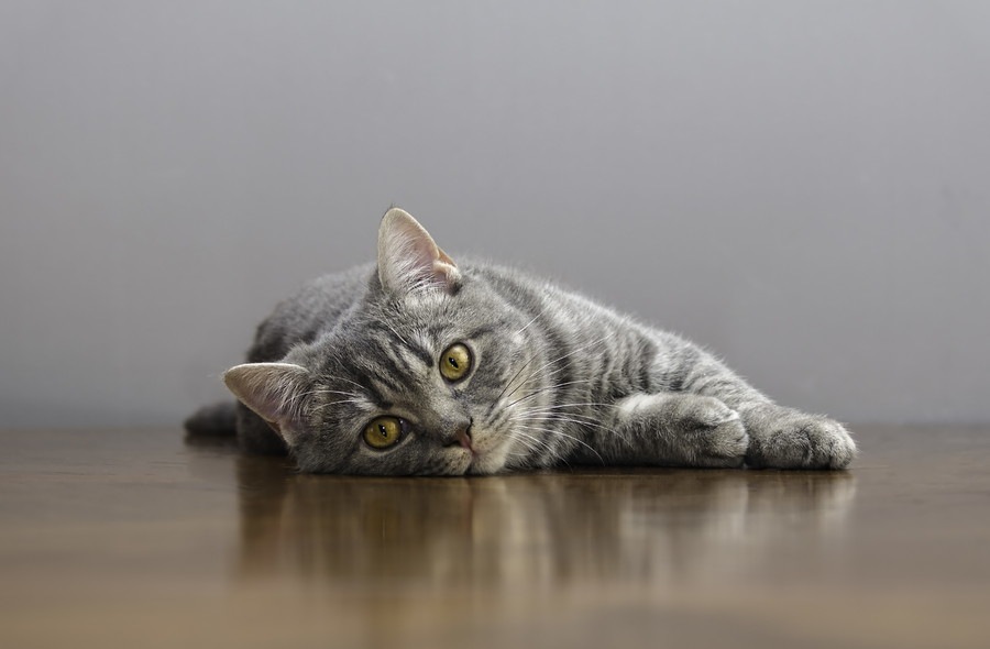 猫が痩せすぎる7つの原因と考えられる病気と危険のサイン