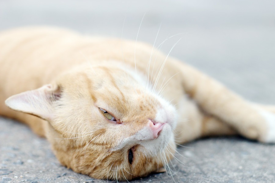 猫に涙やけができる理由と改善する方法