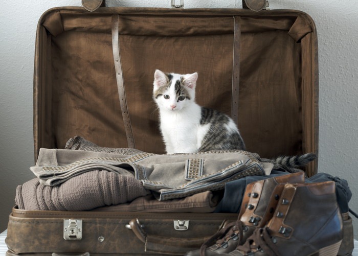 猫と泊まれる宿の特徴や準備しておくこと、おすすめの場所