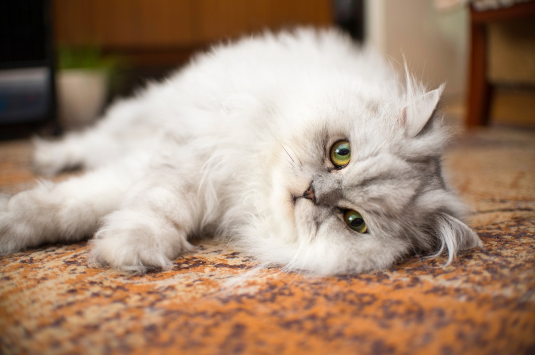 ペルシャ猫の体重と肥満を防止する対処法について