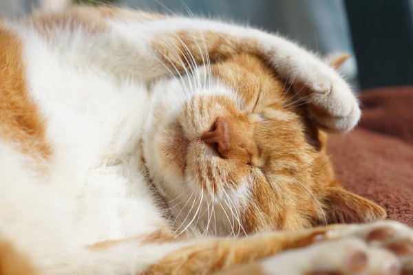 白血病の猫の寿命、長生きさせるための方法