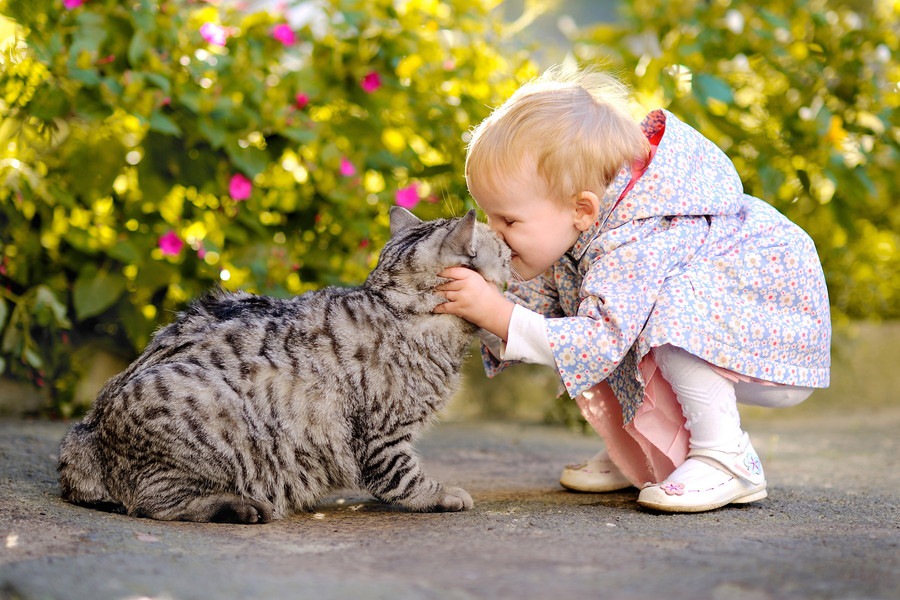猫がキスをする4つの意味と注意すべき感染症