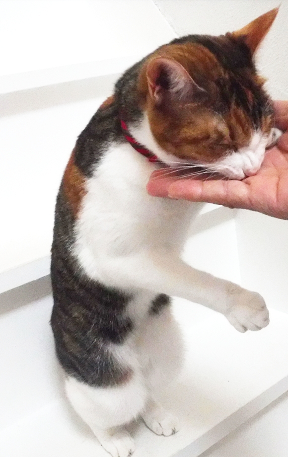猫に「お手」を教えるために大切な３つのポイント