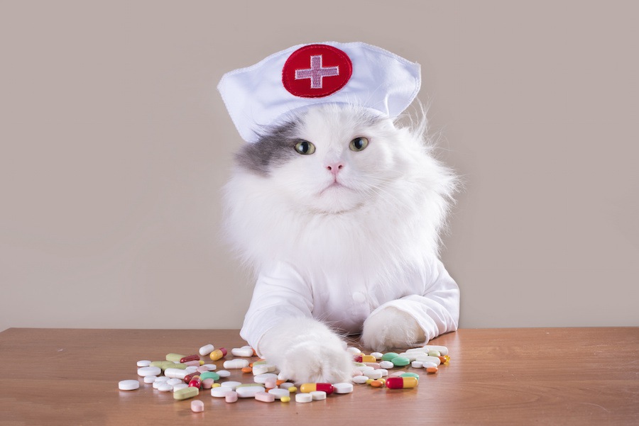 ビブラマイシンを猫に飲ませる際の注意点や効果