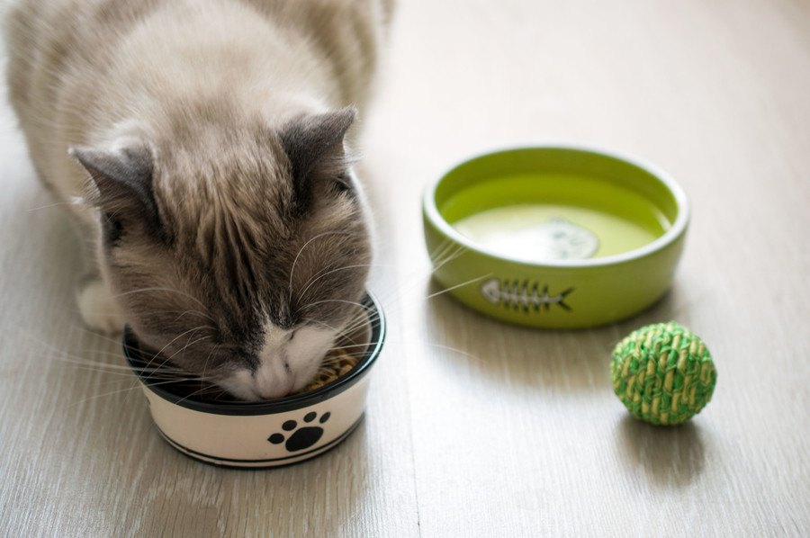 猫のご飯は何をあげるべき？選び方やおすすめ商品まで