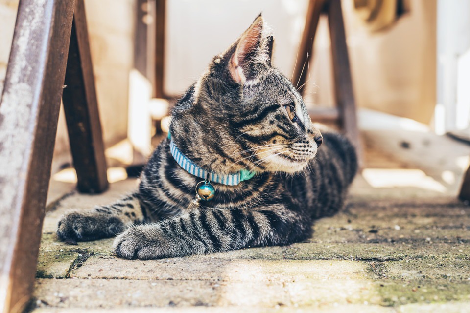 猫に首輪を付ける必要性とその際の注意点