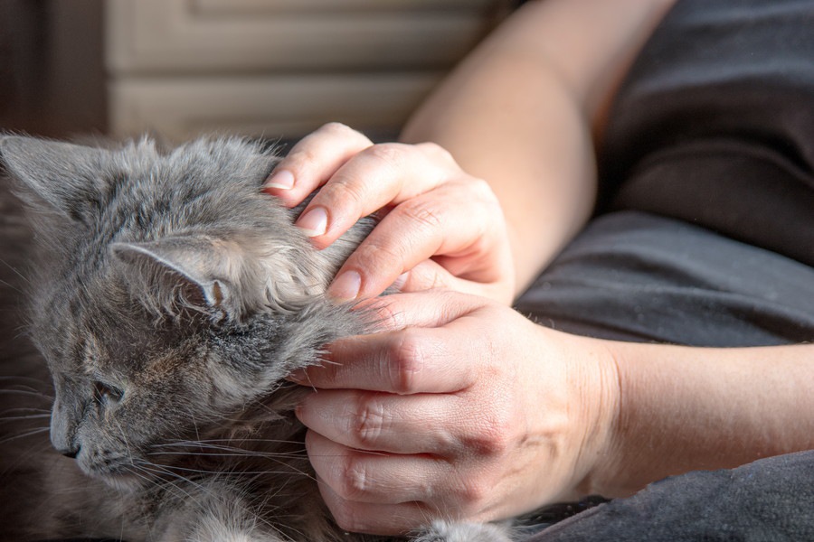 緊張する猫をリラックスさせる６つの方法