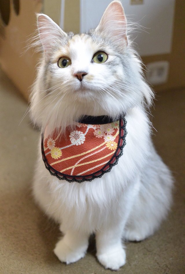 世界にひとつのプレゼント！手作りの愛猫専用スタイが可愛い！