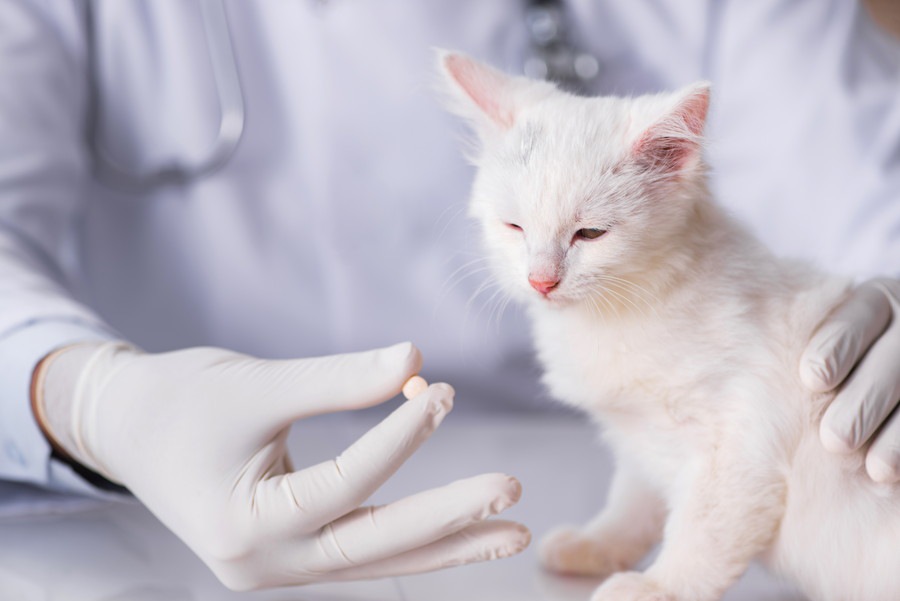 猫の白血病の症状と原因、治療法や予防について
