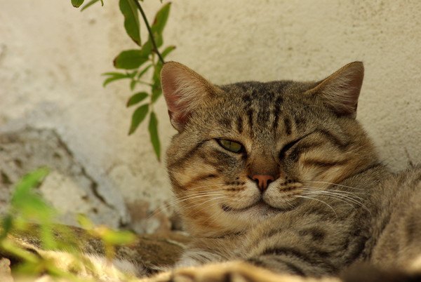 ツンツンな性格の猫がする「遠回り」な愛情表現６つ
