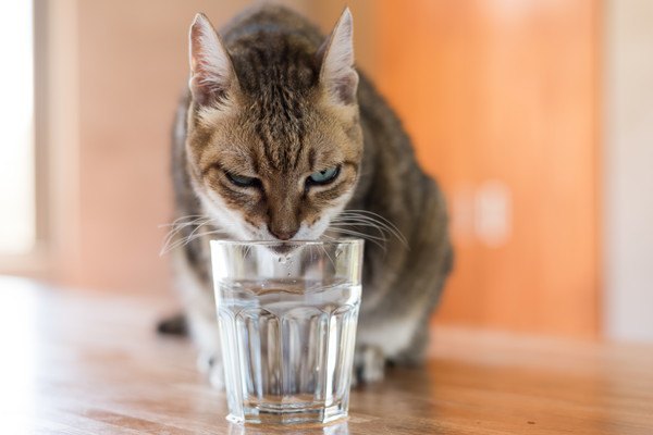 猫に夏は冷たい水、冬はお湯を与えるべき？適した水の温度とは