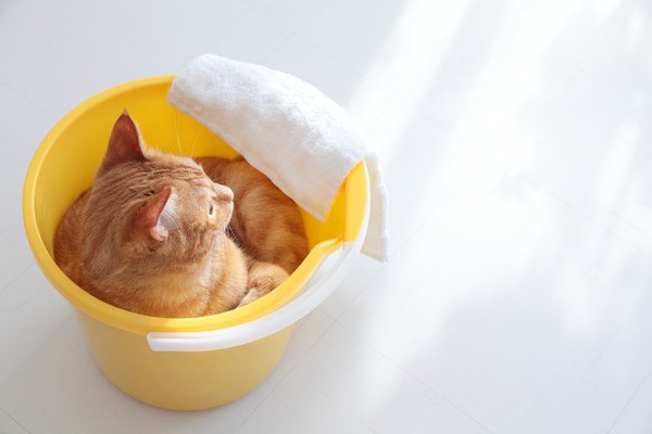 年末の大掃除！猫がかくれんぼする６つの危険な場所