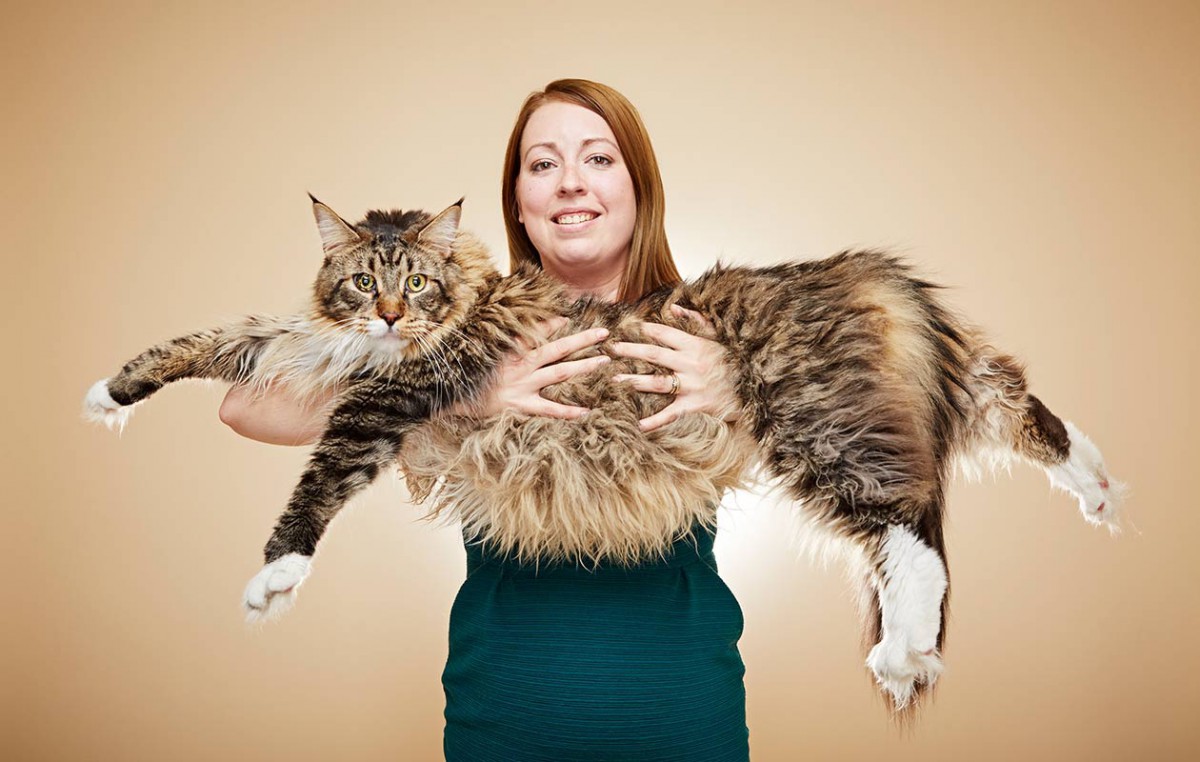 巨大猫「メインクーン」ギネスに登録されている大きさとは？