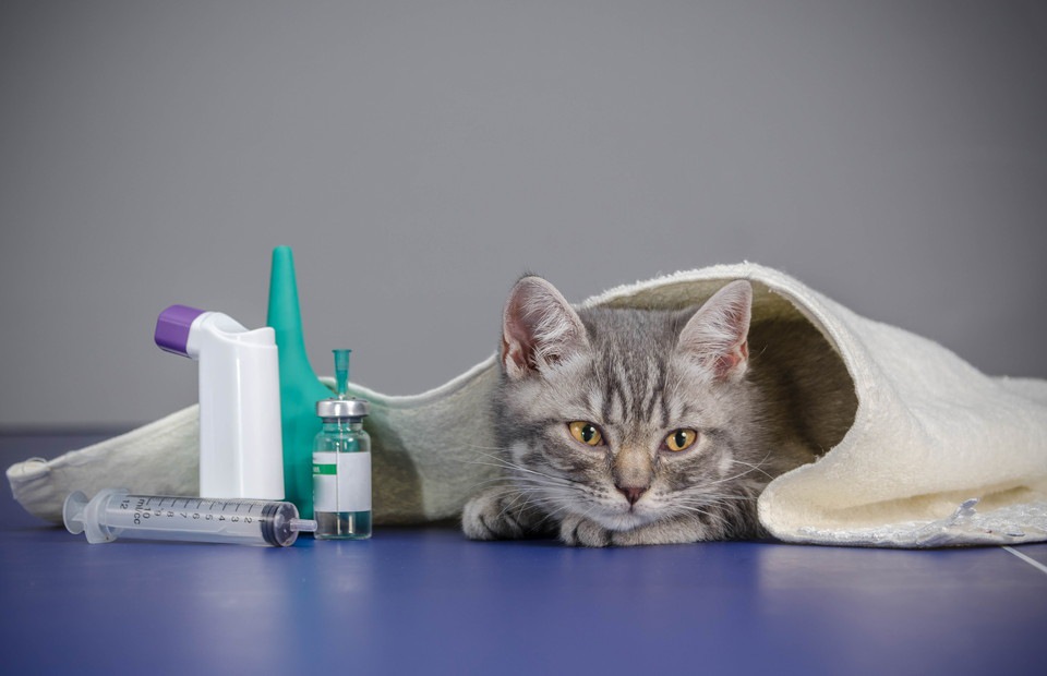 猫の糖尿病の症状とその治療法について