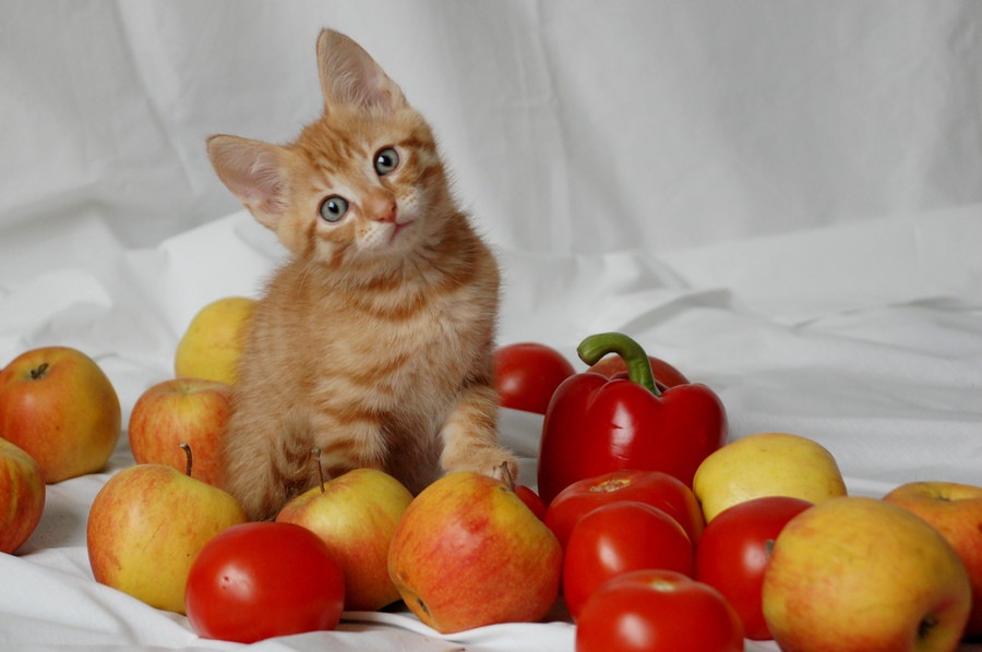 りんご猫とは？猫エイズの偏見をなくす活動
