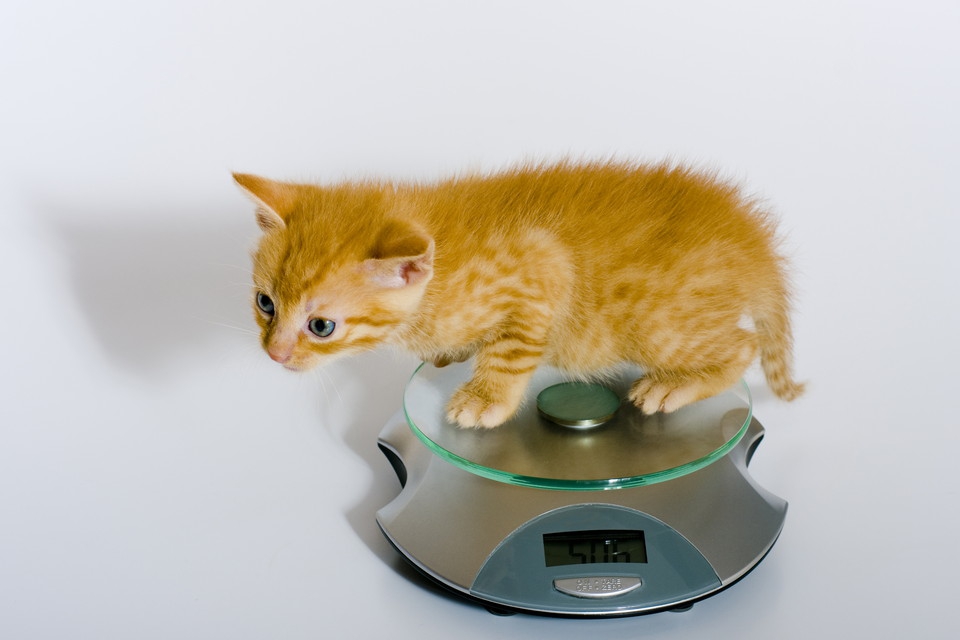 猫の大きさや平均体重、ダイエットについて